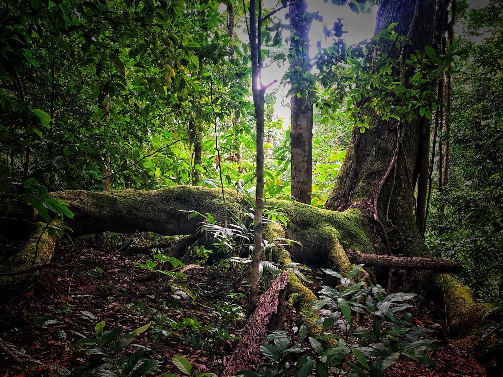 El Remanso Rainforest Lodge Puerto Jiménez Buitenkant foto